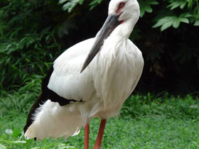 Фото Oriental stork