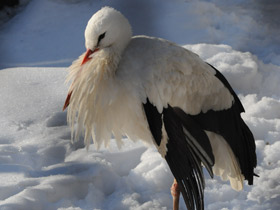 Фото White stork