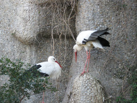 Фото White stork