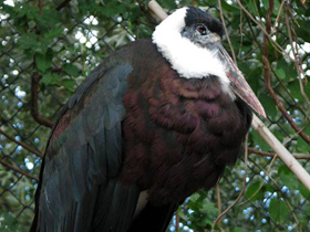 Фото Asian woolly-necked stork