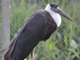 Фото Asian woolly-necked stork
