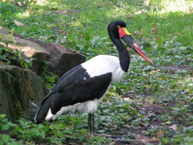 Фото Saddle-Billed stork