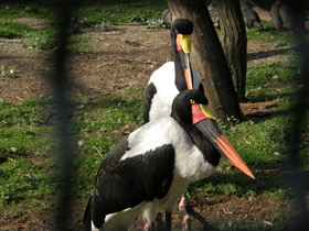 Фото Saddle-Billed stork