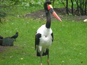 Фото Saddle-Billed stork