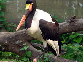 Фото Saddle-Billed stork