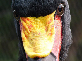 Фото Saddle-Billed stork