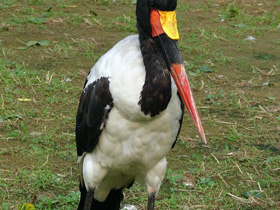 Фото Saddle-Billed stork