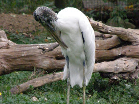 Фото Wood stork