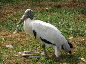 Фото Wood stork