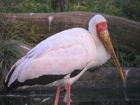 Фото Yellow-billed stork
