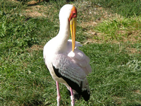Фото Yellow-billed stork