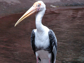 Фото Painted stork