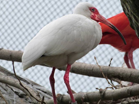 Фото American white ibis