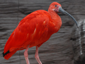 Фото Scarlet ibis