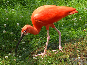 Фото Scarlet ibis