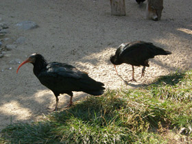 Фото Northern bald ibis