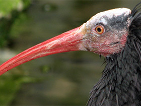 Фото Northern bald ibis