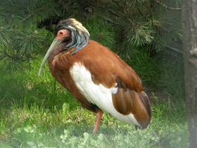 Фото Madagascan ibis
