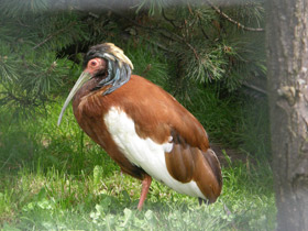Фото Madagascan ibis
