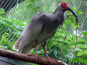 Фото Crested ibis
