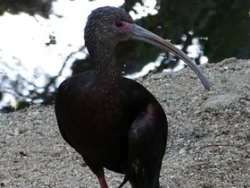 Фото White-faced ibis