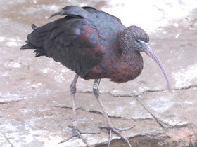 Фото Glossy ibis