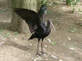 Фото Puna ibis