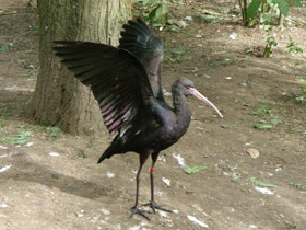 Фото Puna ibis