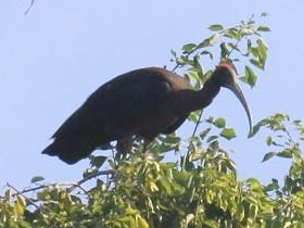 Фото Red-naped ibis