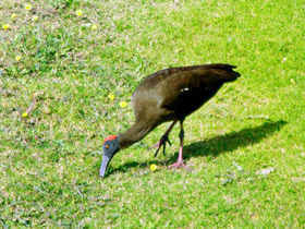 Фото Red-naped ibis