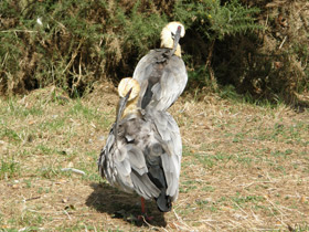 Фото Black-faced ibis