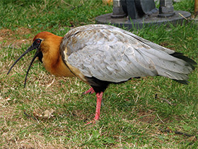 Фото Black-faced ibis