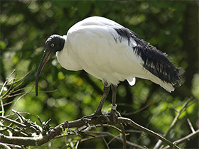 Фото Madagascar Sacred Ibis