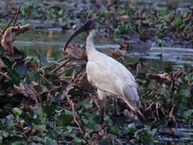Фото Black-headed ibis