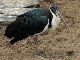 Фото Straw-necked ibis
