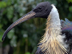 Фото Straw-necked ibis
