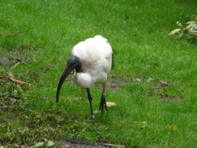 Фото African sacred ibis