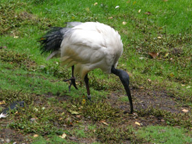 Фото African sacred ibis