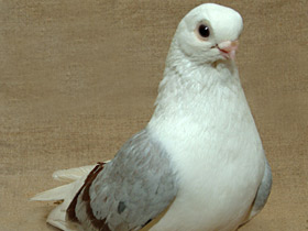 Фото Domestic pigeon