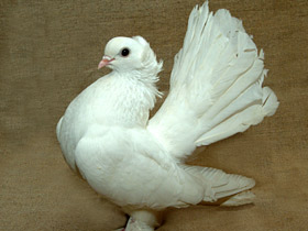 Фото Domestic pigeon