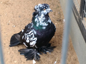 Фото Domestic pigeon