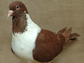 Фото Domestic pigeon