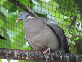 Фото Common Wood Pigeon