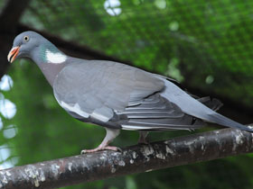 Фото Common Wood Pigeon