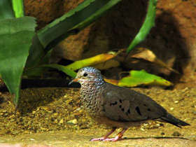 Фото Common ground dove