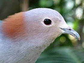 Фото Green imperial pigeon