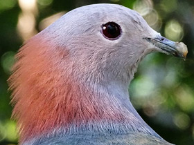 Фото Green imperial pigeon