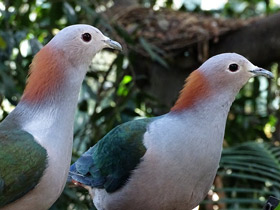 Фото Green imperial pigeon