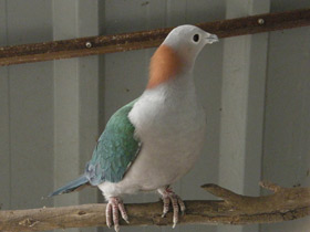 Фото Green imperial pigeon