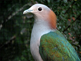 Фото Green imperial pigeon